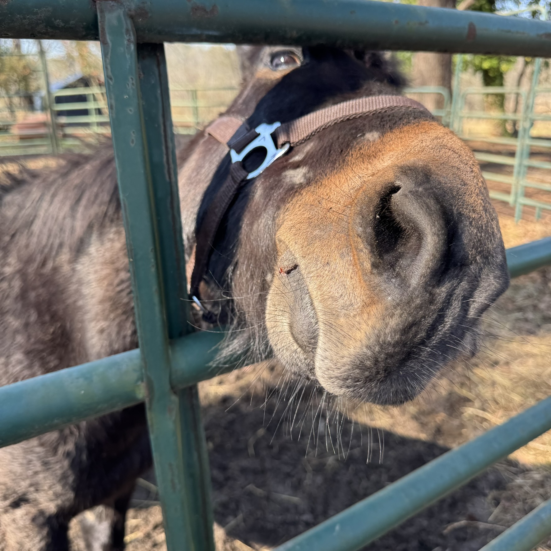 Graphite pressing his nose through the fence