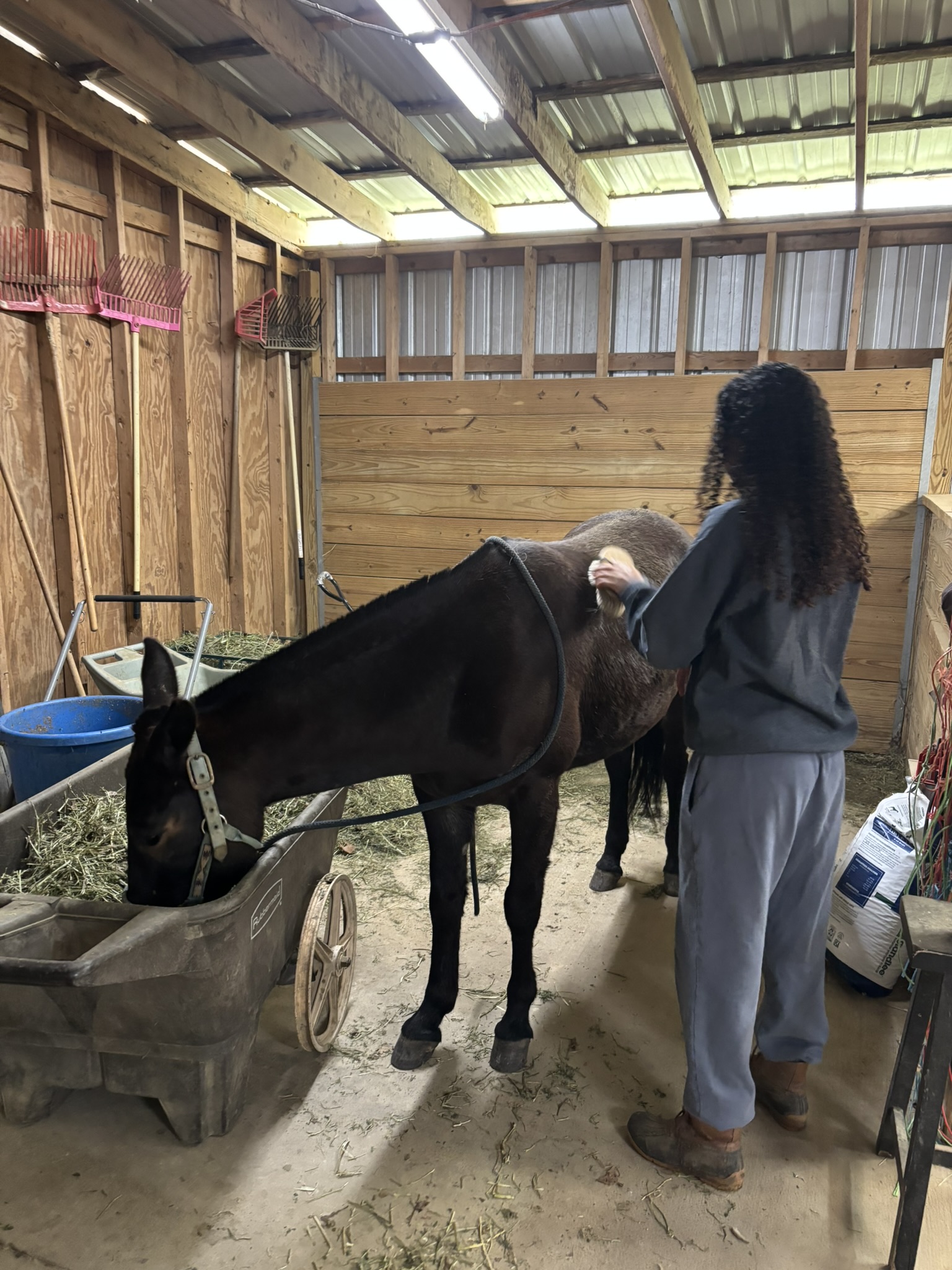 Graphite at the fence — come visit him at SHERR