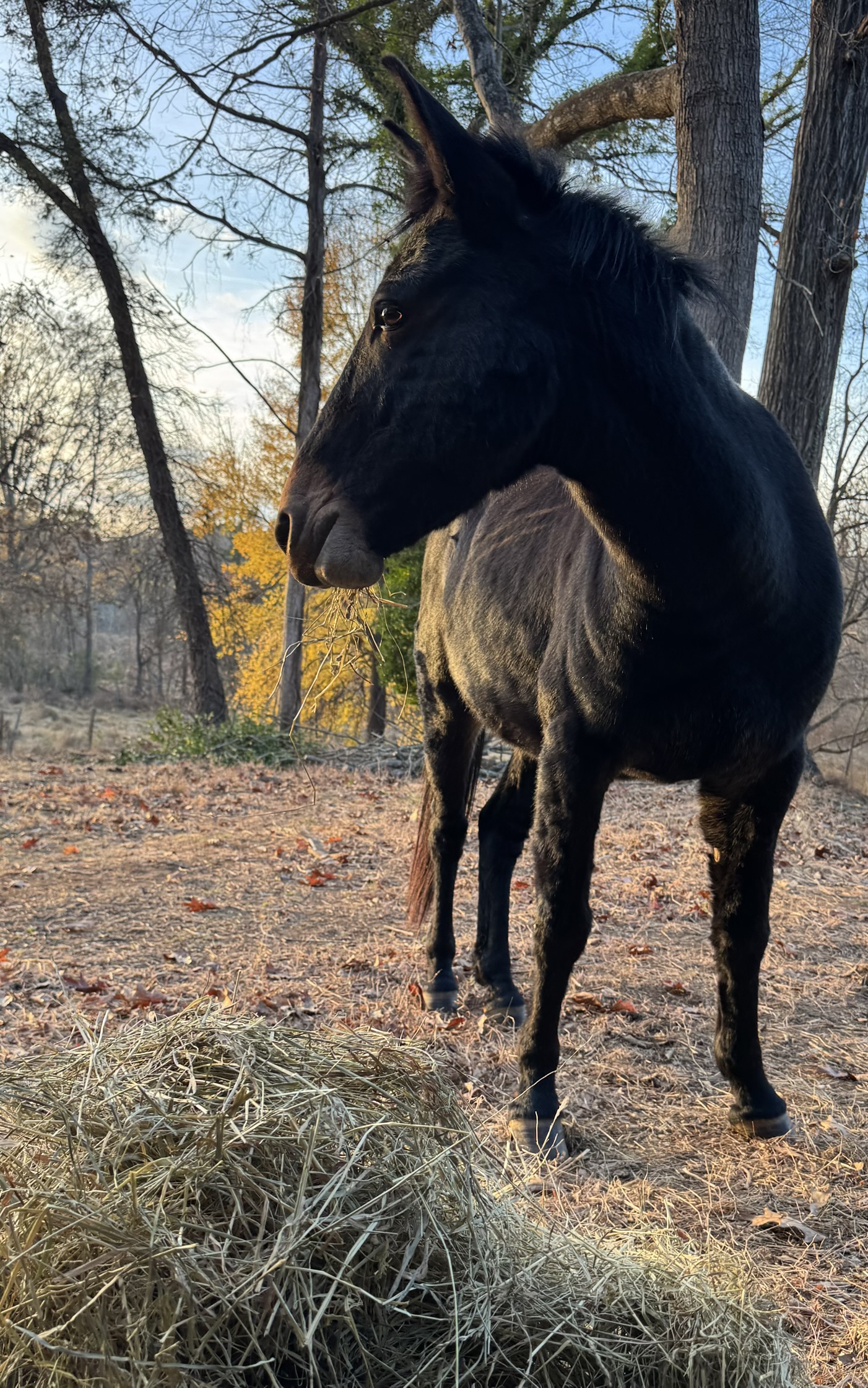 Graphite the mule at SHERR — his forever home